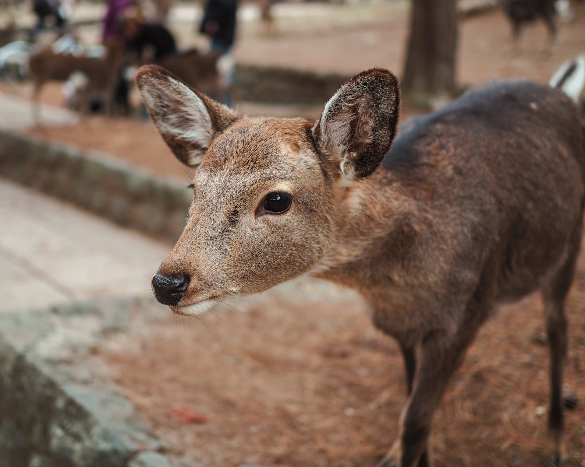 deer in nara